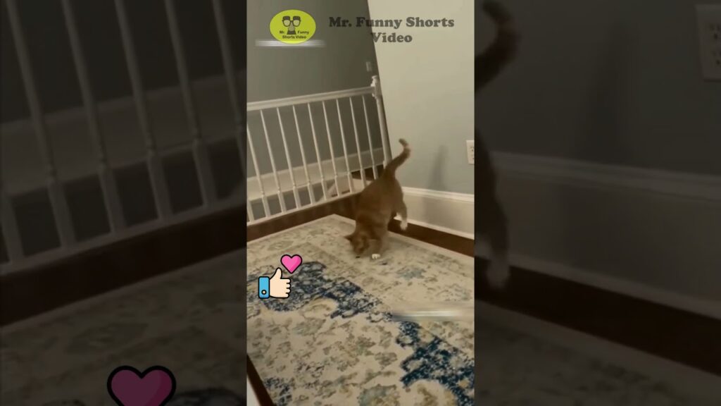 A cat curiously approaches a baby gate in a room with a patterned rug and light blue walls. Social media icons, including a heart and thumbs-up, are on the left side of the image. Text at the top reads, "Mr. Funny Shorts Video.