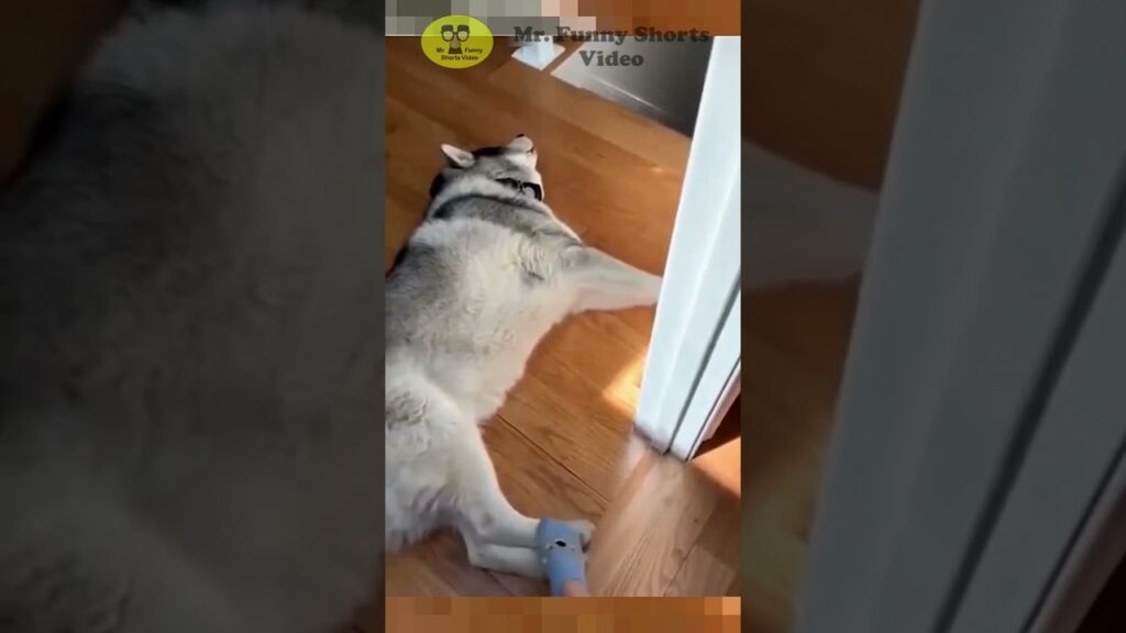 A husky lies on its back on a wooden floor, legs spread out near a corner of a room. The dog's head rests on the floor, looking relaxed. A small stuffed toy is visible near its paw.