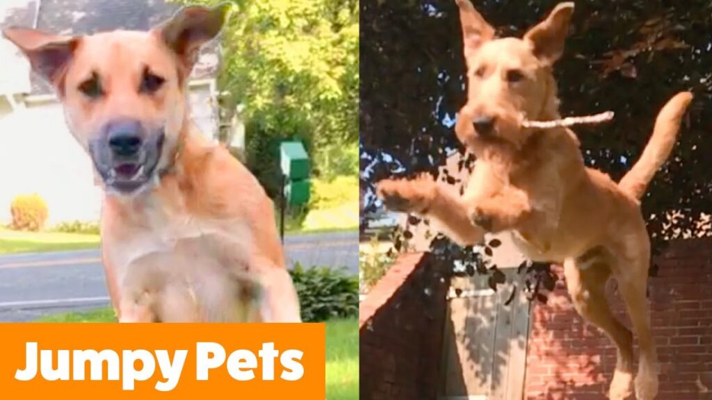 Two images of a tan dog jumping energetically outdoors. On the left, the dog leaps toward the camera on a grassy lawn. On the right, the dog soars through the air with a stick in its mouth against a backdrop of a brick wall and trees.