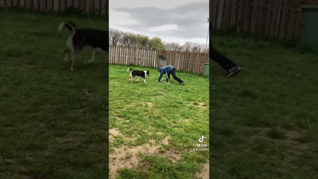 A person and a dog are both crouched on the grass in a fenced backyard. A second dog is partially visible on the left, and another person is on the right, captured mid-stride. The sky is cloudy.