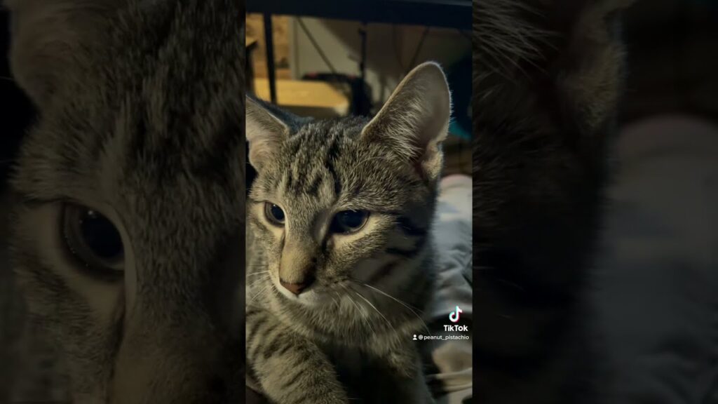 A close-up of a gray tabby cat with distinct black stripes, its eyes calmly looking at the camera. The background is dim, showcasing a cluttered room. A TikTok username watermark is visible at the bottom.