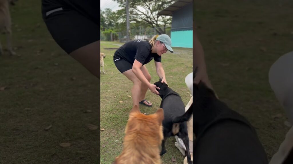 A person wearing a cap and casual shorts kneels on grass, smiling and petting a black dog. Several other dogs surround them, creating a joyful scene. Trees and a building are visible in the background.