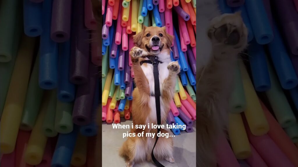 A happy dog stands on its hind legs with front paws raised, surrounded by colorful foam pool noodles. The text reads, "When I say I love taking pics of my dog...