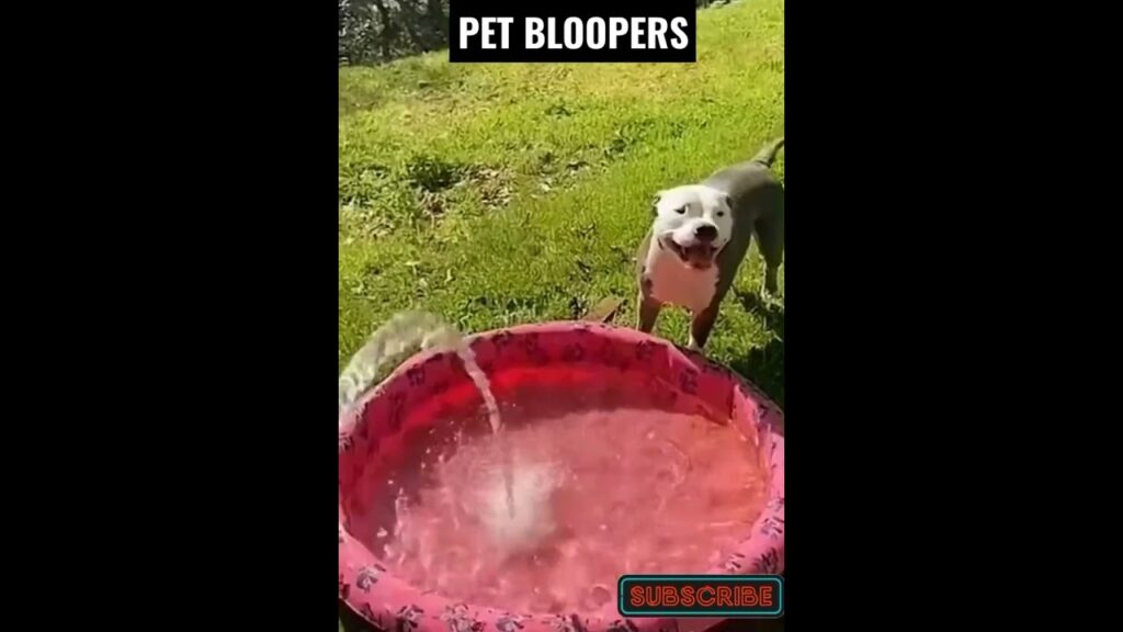 A happy dog stands next to a red kiddie pool filled with water in a grassy yard. Above, the text reads "PET BLOOPERS." A small "SUBSCRIBE" button is at the bottom right corner. The dog appears playful and excited about the water.