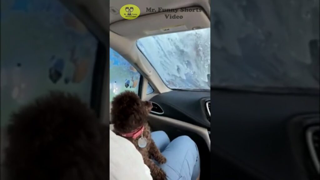 A brown dog sits on a person's lap in a car, looking out the side window, which is covered in soap suds during a car wash. The interior of the car is visible, with part of the dashboard and window.