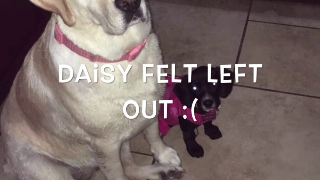 A large white dog and a small black puppy sit on a tile floor. The puppy is wearing a pink outfit. White text on the image reads, "DAiSY FELT LEFT OUT :(.