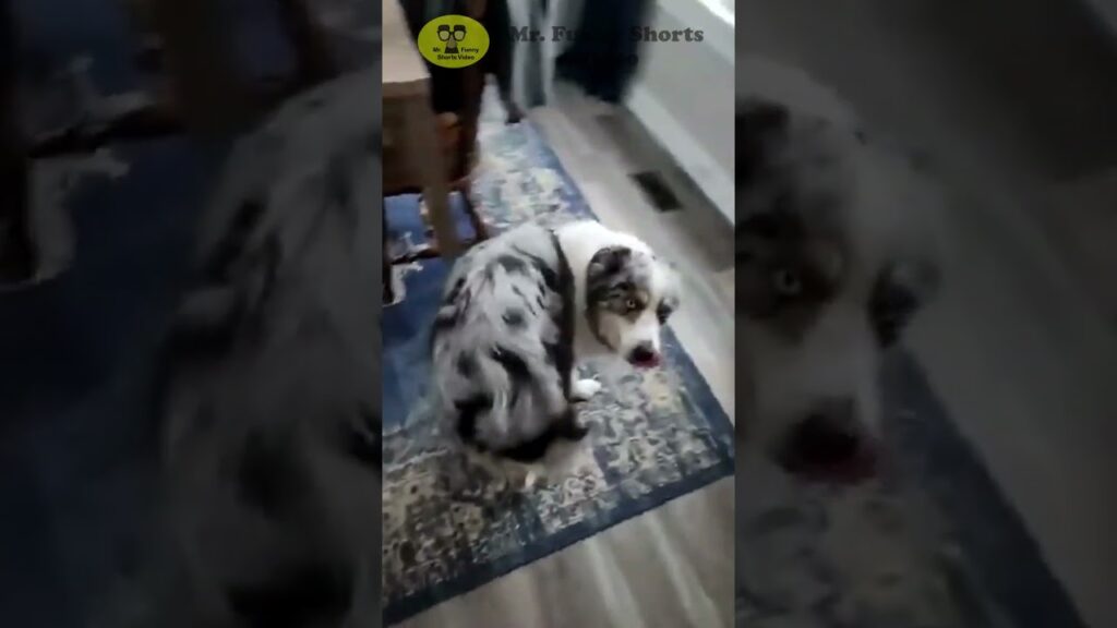 A marbled gray and white dog with black spots sits on a blue-patterned rug in a room with wooden flooring. The dog looks toward the camera with a curious expression.