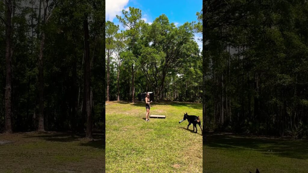 A person stands on a grassy field playing with a black German Shepherd dog. The person holds an object while the dog runs towards them. Tall trees and a blue sky are in the background.