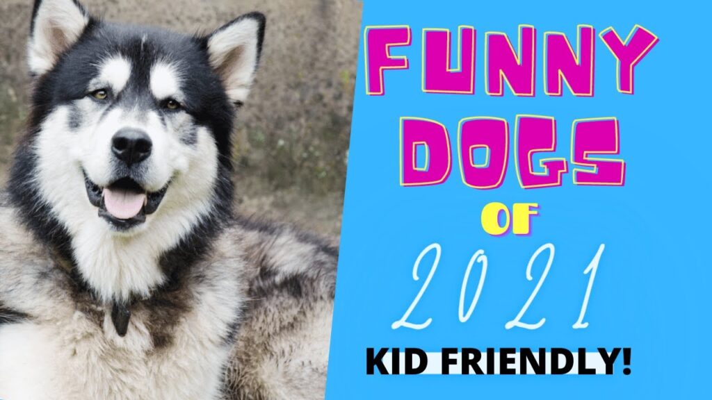 A fluffy, smiling dog is on the left side of the image. On the right, bold colorful text reads, "Funny Dogs of 2021 - Kid Friendly!" on a blue background.