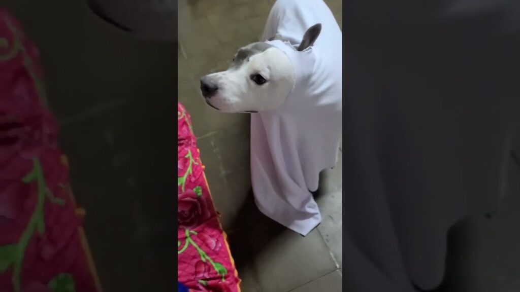 A dog is wrapped in a white sheet, resembling a ghost costume, standing next to a colorful blanket on the floor. The dog's head is sticking out from the top of the sheet.