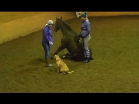 A horse sits on its hind legs in an indoor arena. Two people in purple jackets stand nearby, one holding the reins. A golden retriever sits attentively in front of the horse and people.