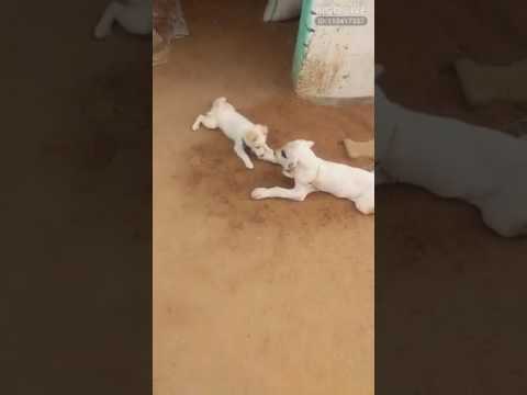 Two small white puppies playfully interact on a dirt floor. One is lying down while the other approaches with curiosity. Background shows a piece of cardboard and partially visible objects. Both puppies appear energetic and engaged.