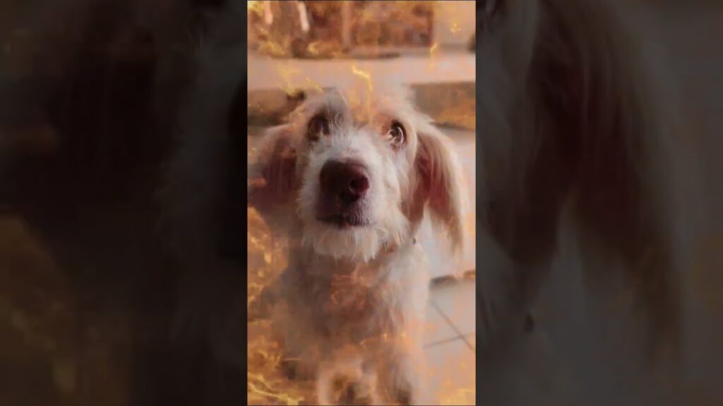 A fluffy, white dog with brown patches stands looking up with a curious expression. The image is overlaid with digital flames, creating a dramatic effect.