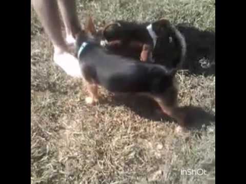 Two small dogs playfully engage with a person standing barefoot on a grassy area. One dog appears to be lying on its back, while the other sniffs the person's feet.