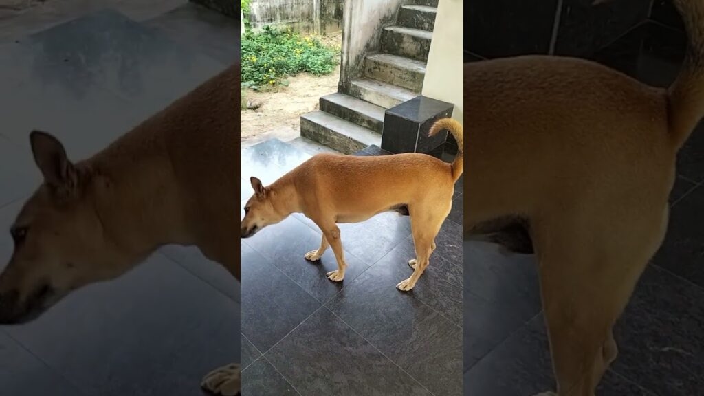 A brown dog stands indoors on a dark tiled floor near an open doorway with steps leading outside to a garden area. The dog appears to be sniffing the ground.