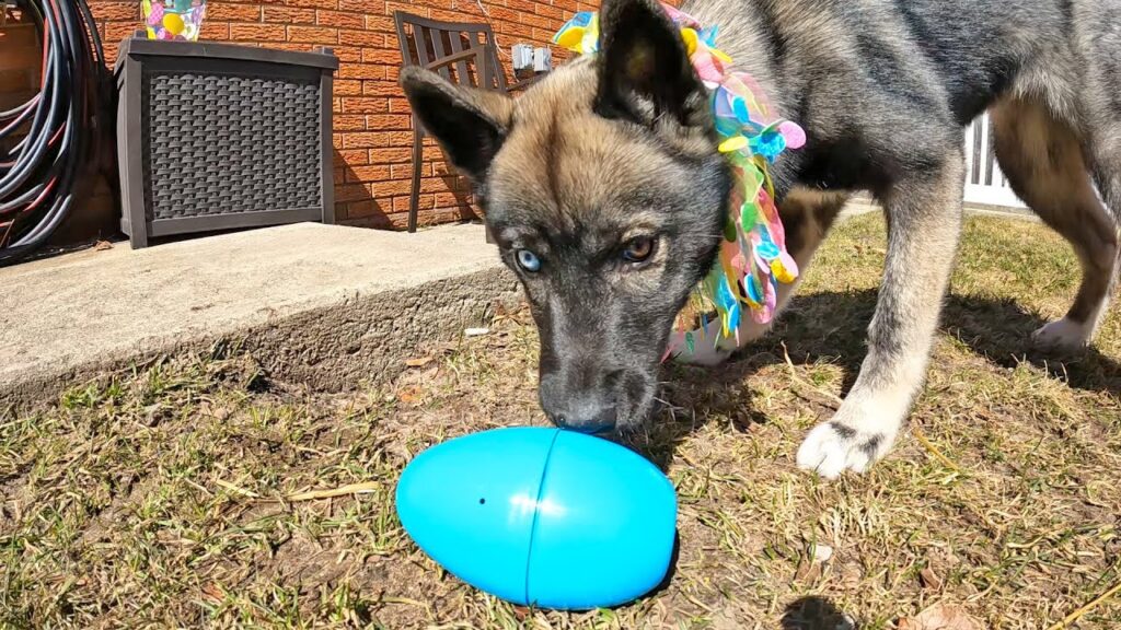 A dog wearing a colorful flower garland inspects a blue plastic egg on the grass. A brick wall and some furniture are visible in the background. The dog has heterochromia, with one brown eye and one blue eye.