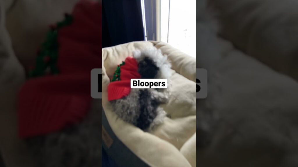 A small dog wearing a red sweater is curled up in a cozy, round pet bed by a window. The word "Bloopers" is centered over the image.