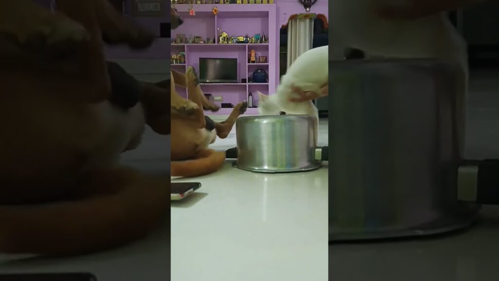 Two cats playfully interact with a pot placed on a tiled floor indoors. One cat is lying on its back with paws up, while the other stands over the pot. A purple wall with shelves and a TV is in the background.