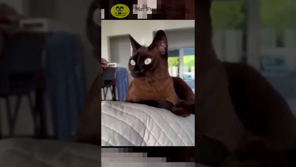 A dark brown cat with white eyes is lying on a bed, looking intently to the side. The background shows a room with windows and some furniture.