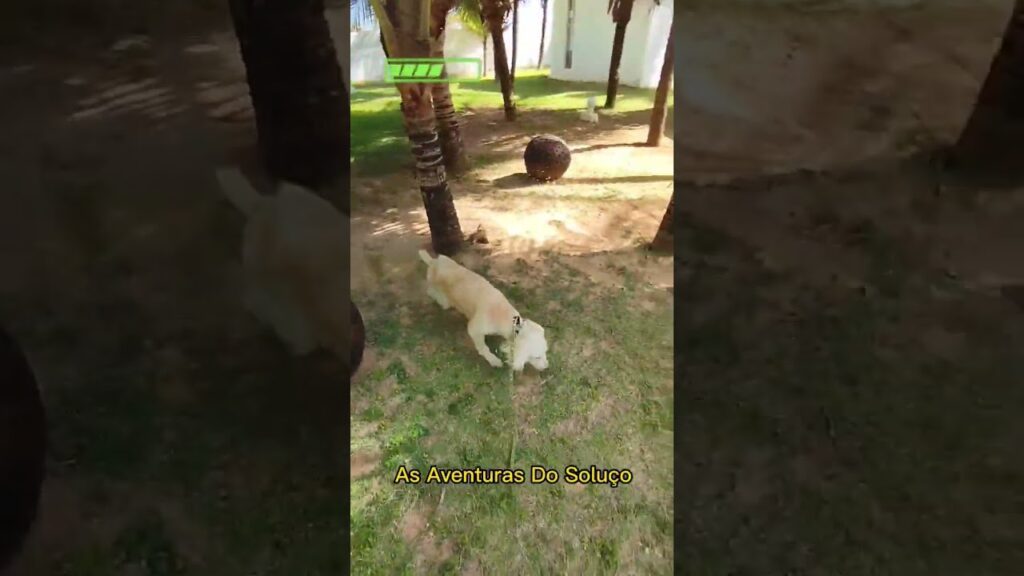 A dog wearing a harness sniffs the ground near a palm tree in a grassy area. A large palm seed is visible in the background. The overlay text reads, "As Aventuras Do Soluço.