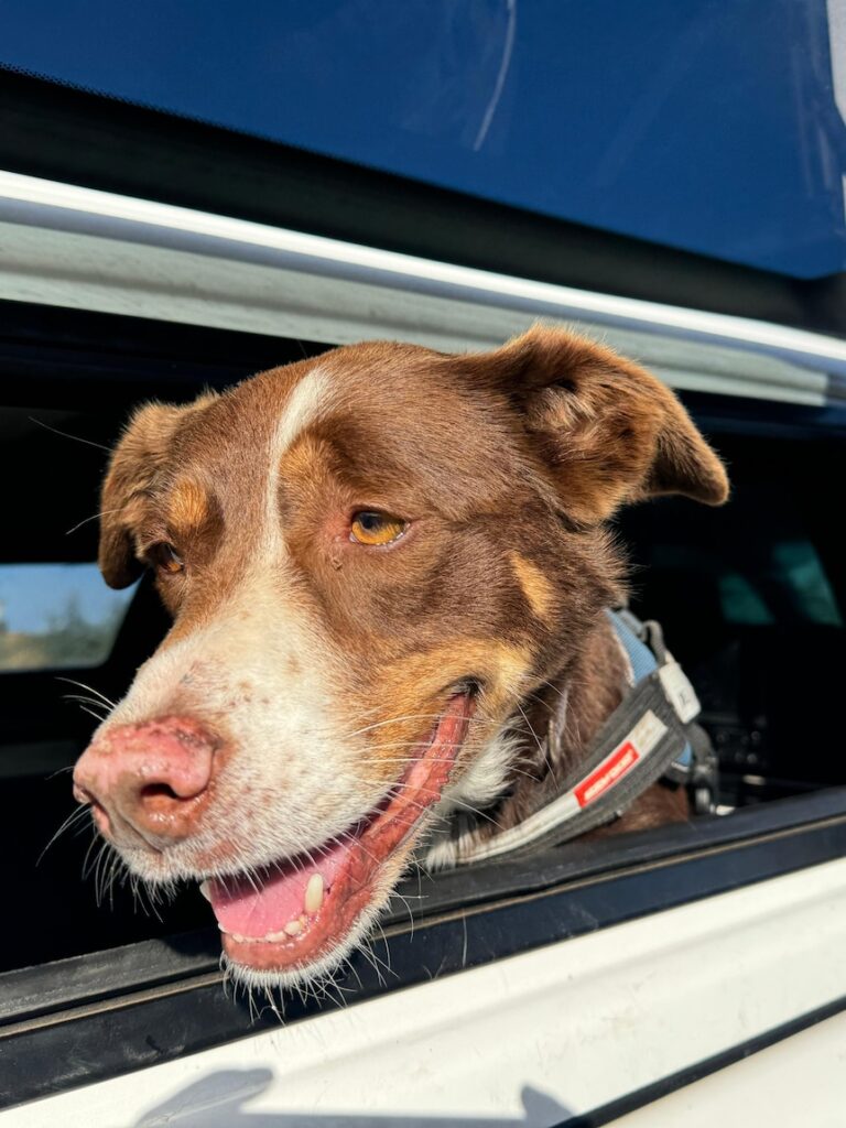 These off-duty policemen’s pet dogs sniff out a product worth $2,500 a kilo and it’s not drugs