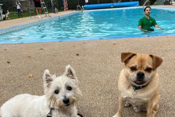 Oxfordshire outdoor pool holds first dog swim to mark end of season