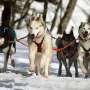 Genomics reveals sled dogs’ Siberian lineage