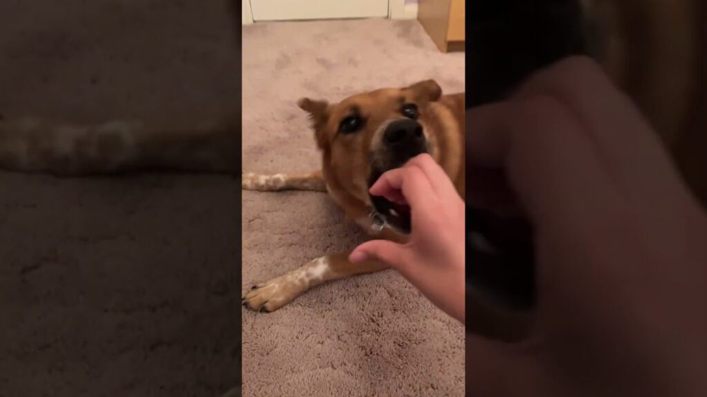 A brown dog playfully bites a person's hand while lying on a carpeted floor. The dog's ears are perked up, and its eyes are focused on the hand. The person gently engages with the dog, creating a playful interaction.