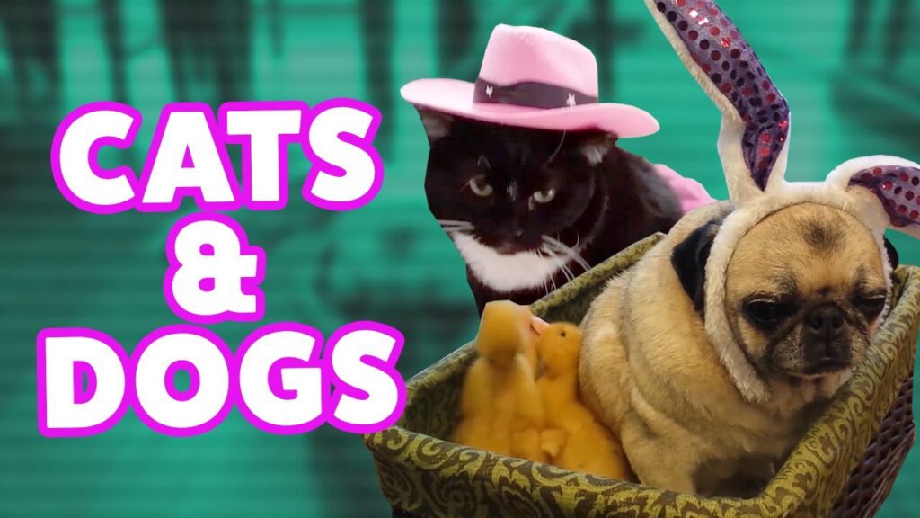 A black and white cat wearing a pink cowboy hat stands beside a pug in a basket, wearing rabbit ears. Two yellow plush toys are also in the basket. The words "CATS & DOGS" are written in pink on the left.