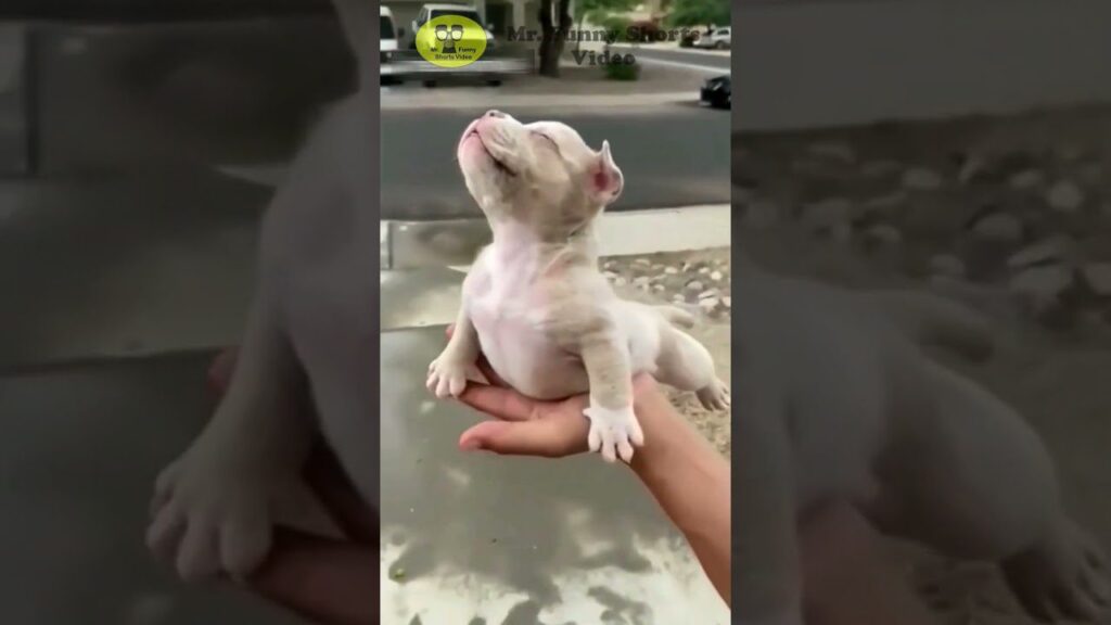 A small puppy with light fur is being held in someone's hands. The puppy is looking upwards with its front paws extended and its eyes closed. The background shows a street and sidewalk.