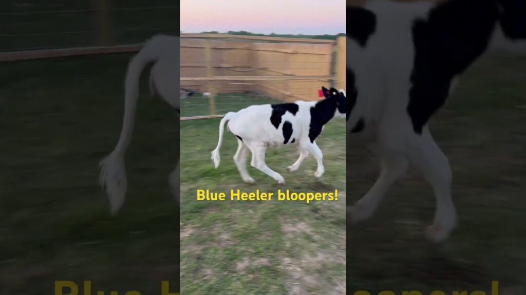 A young cow with black and white patches is running on grass. The background features a wooden fence and a field under a clear sky. Text on the image reads "Blue Heeler bloopers!.