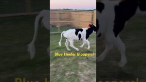 #blueheeler #farm #bloopers he’s a #funny little dog with a bunch of #character and #personity