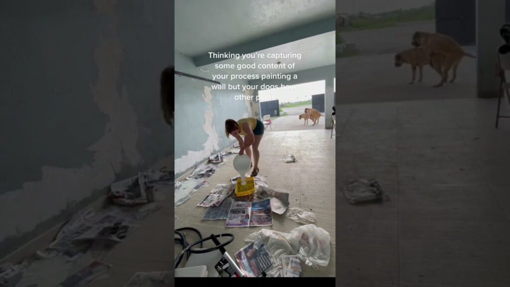 A person is painting a wall while standing on a bucket, surrounded by newspapers and paint supplies. In the background, two dogs are playfully interacting. Text overlay reads, "Thinking you're capturing some good content...but your dogs have other plans.