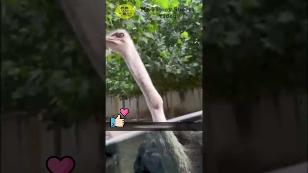 Close-up of an ostrich with a long neck and curious expression, standing in front of a leafy background. Social media icons, including a heart and thumbs up, are displayed on the image.