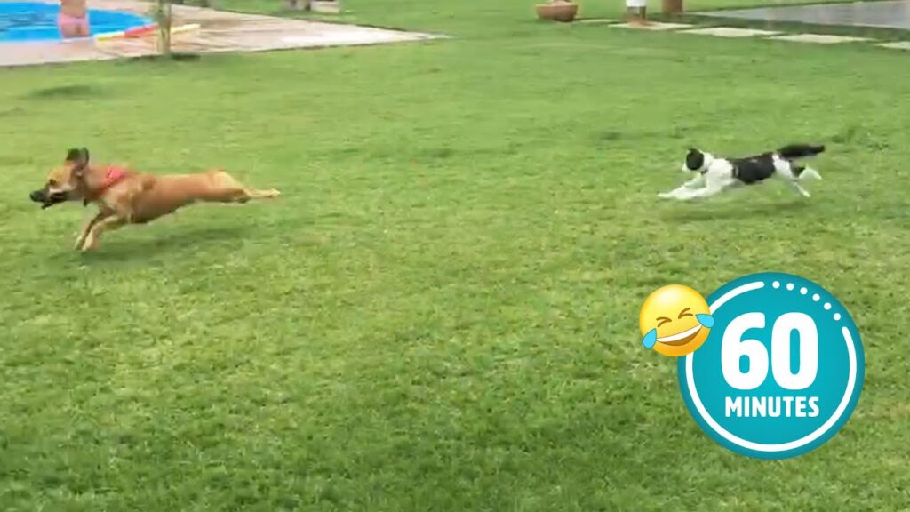 A dog with a red collar runs across a grassy lawn while a black-and-white cat chases it. A pool is visible in the background. A "60 Minutes" logo with a laughing emoji is in the corner of the image.