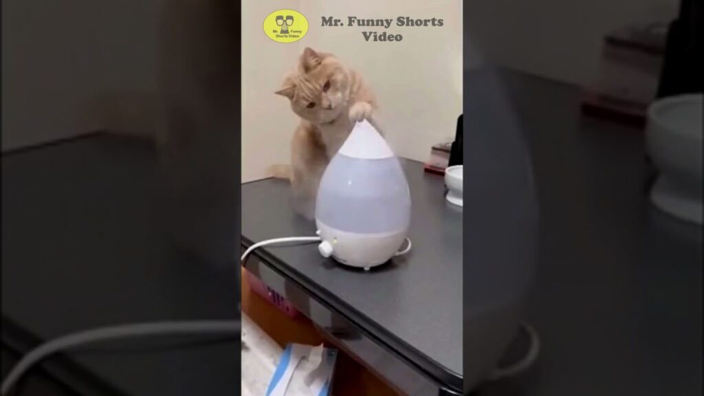 A curious cat paws at a white, oval-shaped diffuser on a table. The room is dimly lit, and a bowl is visible in the background. A yellow logo with "Mr. Funny Shorts Video" is in the upper left corner.