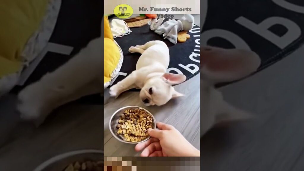 A small dog playfully lies on its side, reaching out with one paw toward a bowl of food held by a person. The room has a cozy atmosphere with visible toys and cushions.