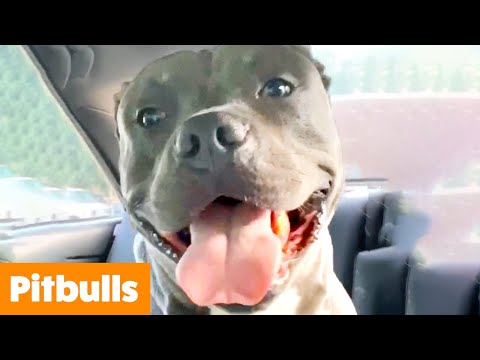 A happy pit bull dog with its tongue out sits in the back seat of a car. The dog looks directly at the camera, and there is a label in the bottom left corner that reads "Pitbulls.