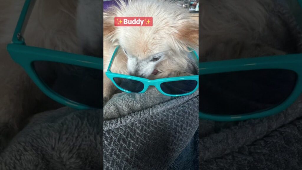 A fluffy dog with light fur is lying down, wearing turquoise sunglasses on its nose. A label reading "Buddy" is placed above the dog. The background includes a gray textured blanket.