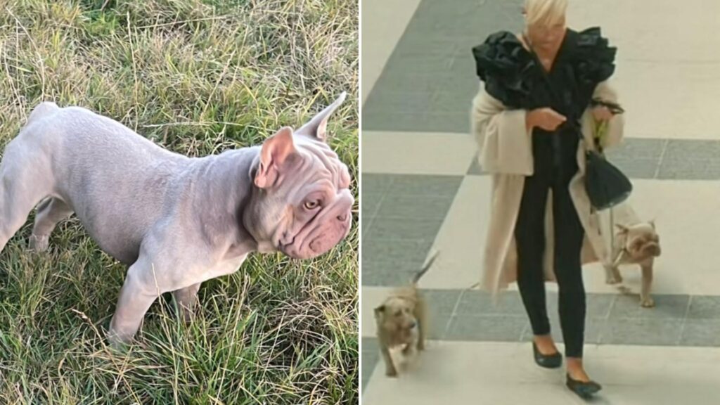 My ‘beautiful’ dog was killed by my neighbour’s pet in horrific attack – and she blamed it on her TODDLER grandson