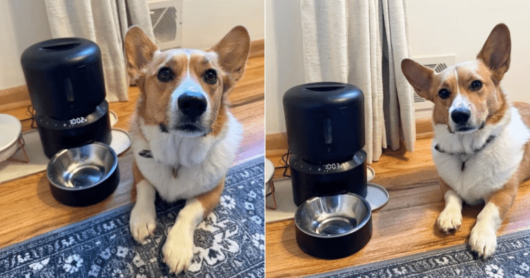 My Dog Agrees: This $60 Pet Feeder Is Worth Every Penny