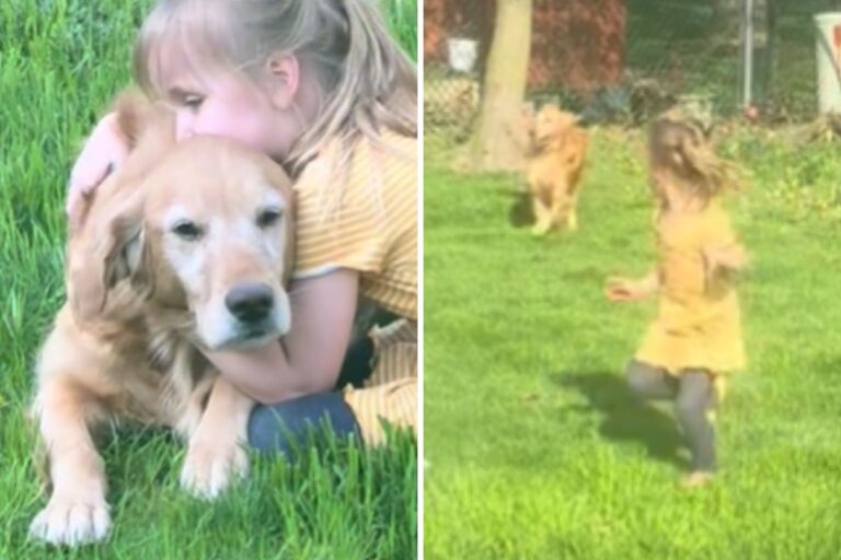 Golden Retriever Saved From Puppy Mill ‘Finds Her Human’—a 5-Year-Old Girl