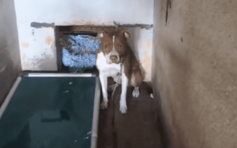 Tears as Shelter Dog Gives Up Greeting People as ‘No One Ever Chooses Him’