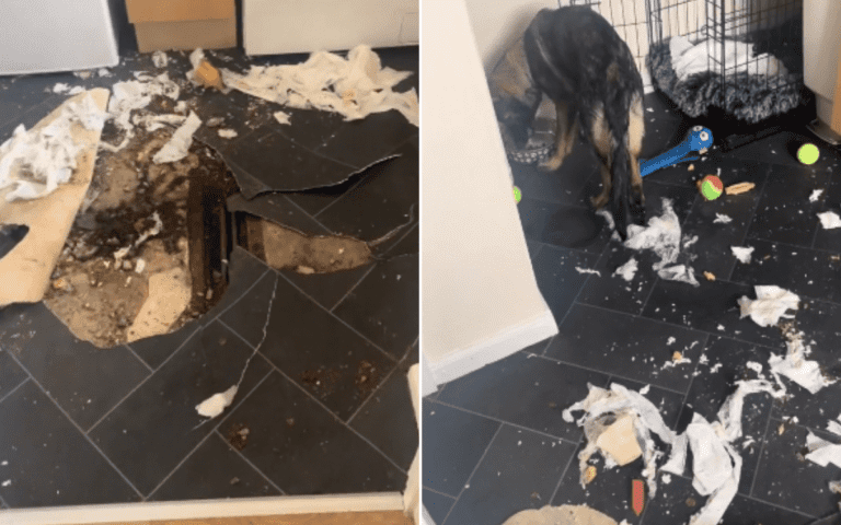 Chaos Greets Woman After German Shepherd Puppy Left Home Alone for 5 Hours