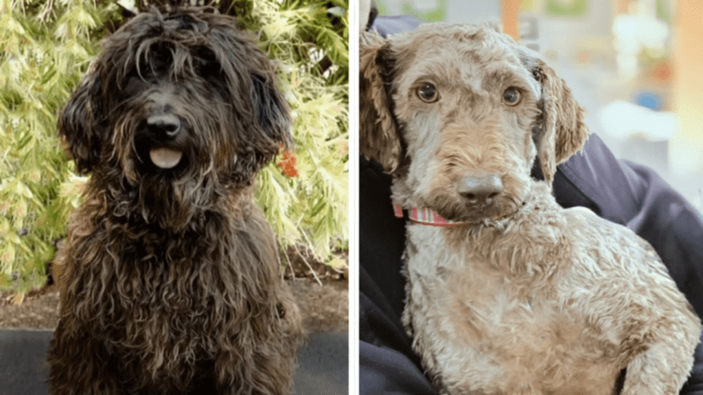 Hundreds of labradoodles surrendered amid push to curb ‘puppy farms’