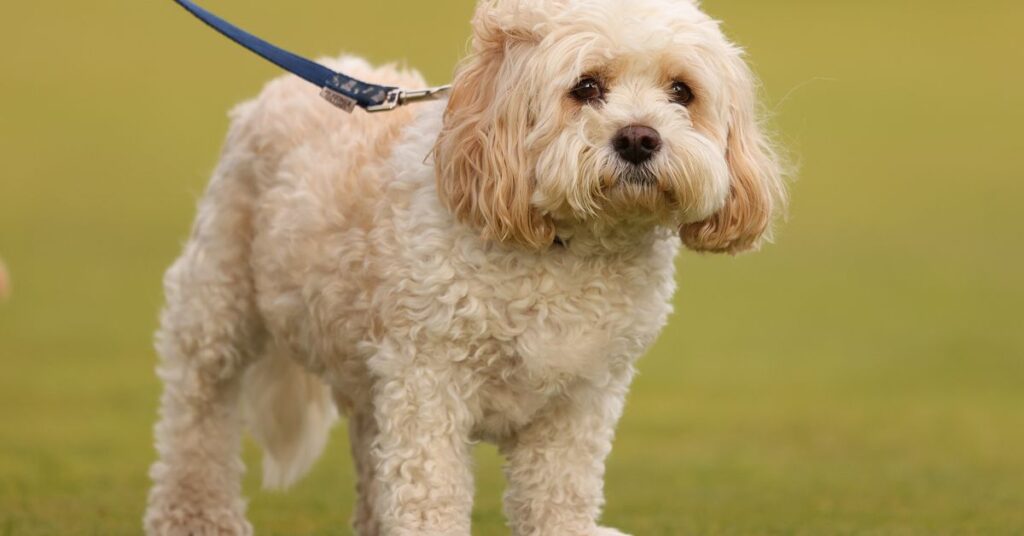 A dog stole the show at St. Andrews, delighting golf fans at the Alfred Dunhill Links Championship