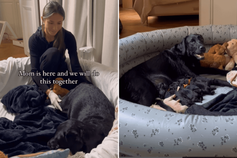 Watch As Labrador Mom Delivers 9 Puppies With Owner’s Help: ‘Beautiful’