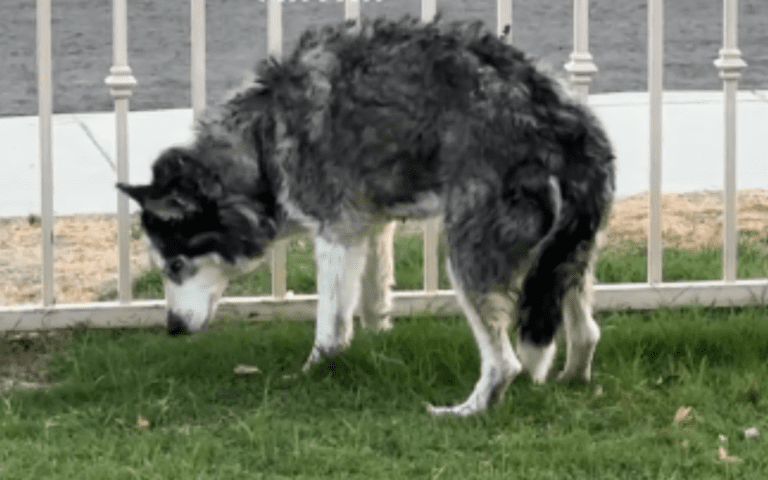 Husky Reminds Owner He May Be 16-and-a-Half, But He’s Still a ‘Hunter’