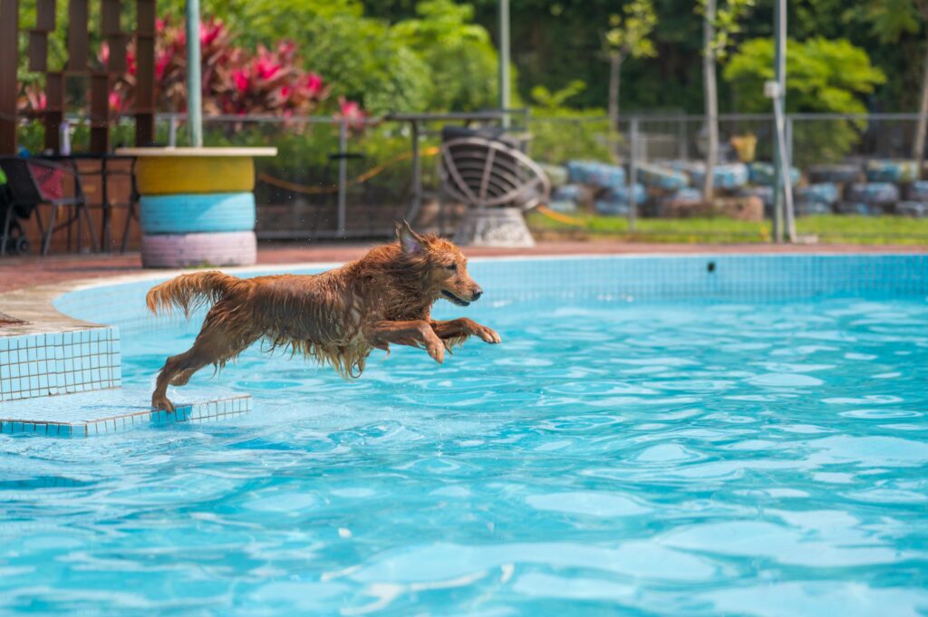 Golden Retriever Refuses To Get Back In After Pool Day: ‘Not Ready’