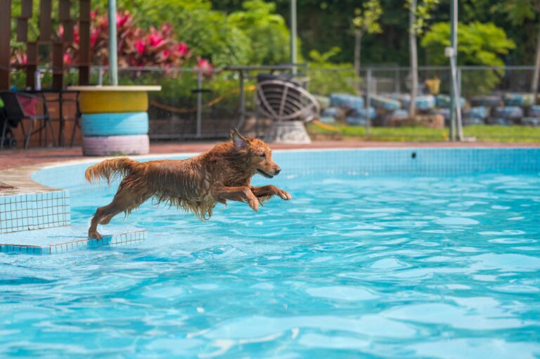 Golden Retriever Refuses To Get Back In After Pool Day: ‘Not Ready’